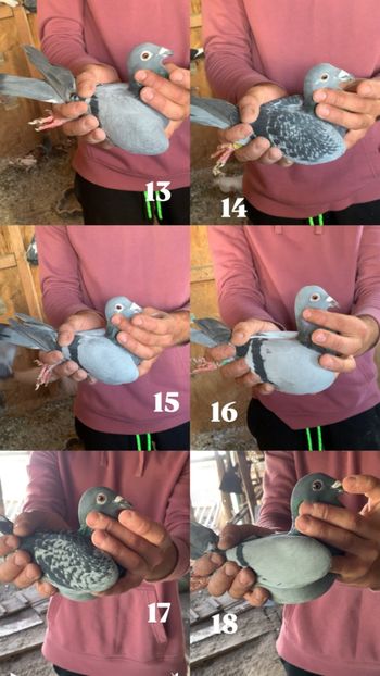 9AD0F7C3-3BCE-47BF-ACE5-1C48B3DF73BE - Porumbei de vânzare Dâmbovița