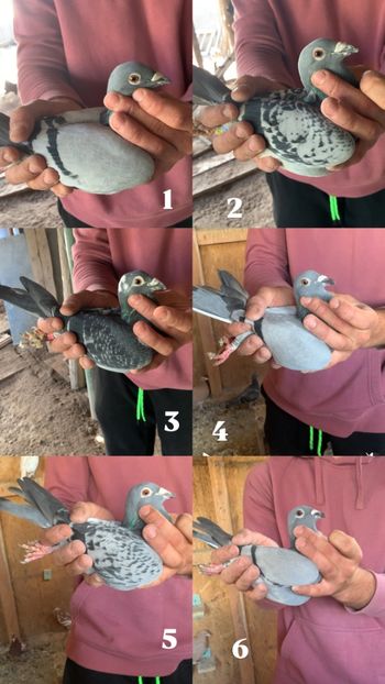 1303E970-0CA3-463F-959E-04E2F3D34A93 - Porumbei de vânzare Dâmbovița