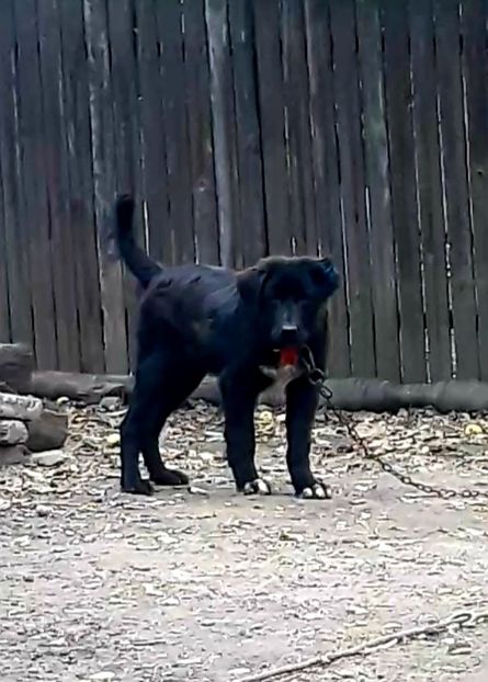  - Femela ciobanesc corb