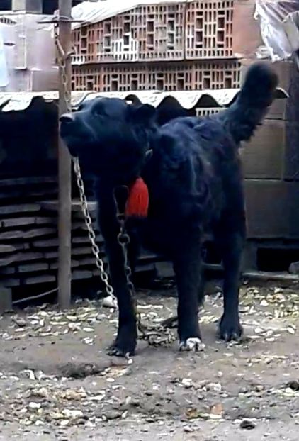  - Femela ciobanesc corb