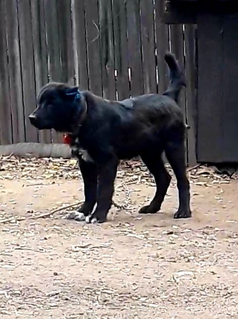  - Femela ciobanesc corb