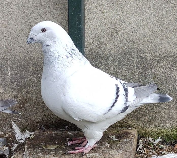  - c- MLODE 2025 YOUTH