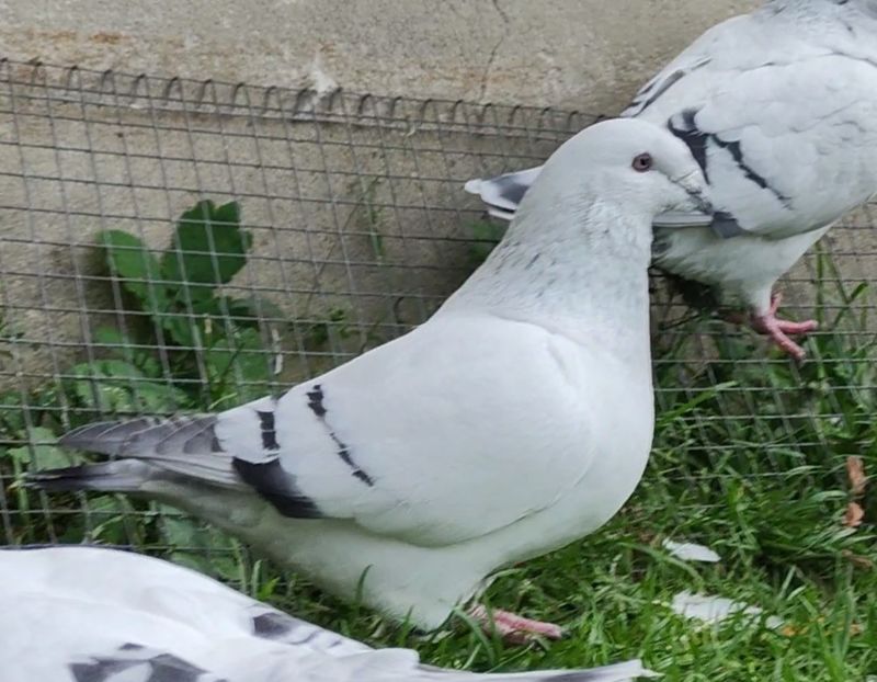 2 - c- MLODE 2025 YOUTH