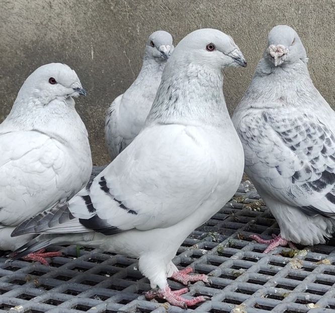 2 - c- MLODE 2025 YOUTH