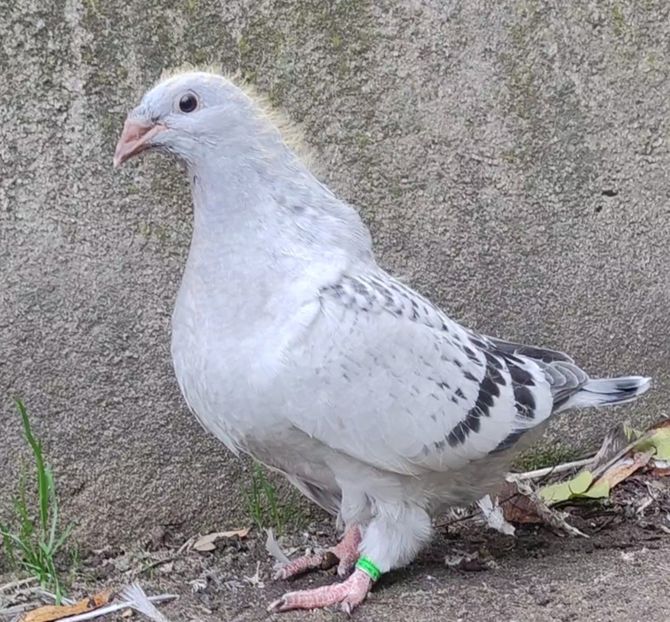 47 - c- MLODE 2025 YOUTH