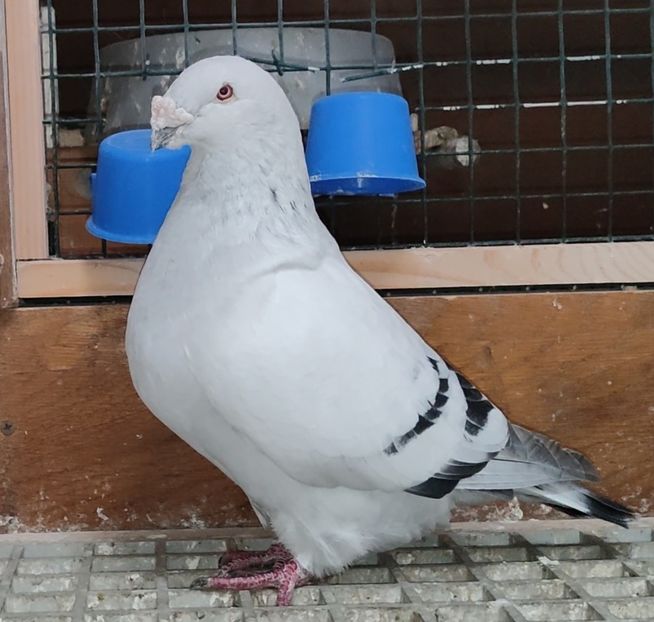 PL21-JRS45 - a- SAMCE- Males