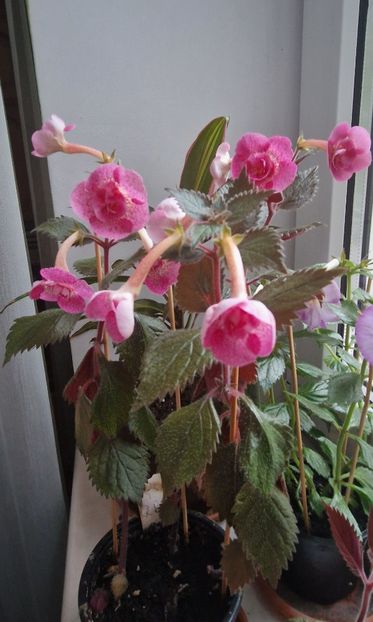  - Rf s Roberto Rainbow Dream p