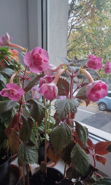  - Rf s Roberto Rainbow Dream p