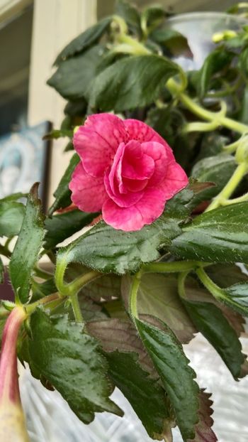  - 2025-RF s Pink Swan