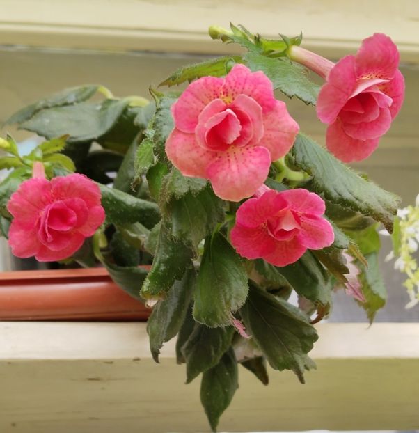  - 2025-RF s Pink Swan