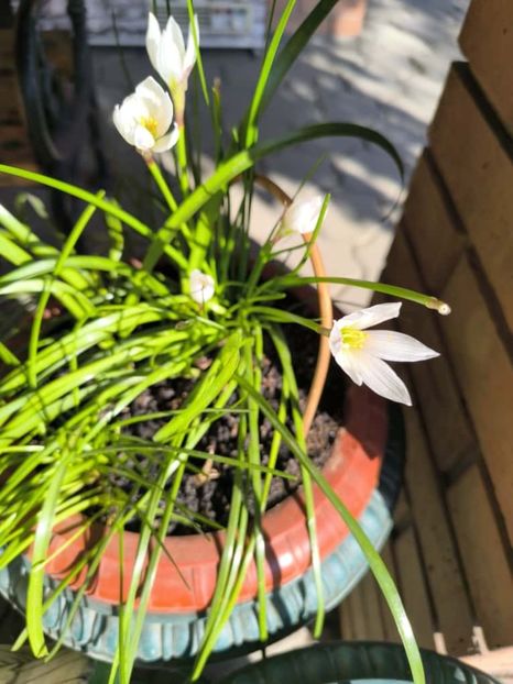Zephyranthes alba-Zefiri de toamna - Gradina si terasa PrimaLuce__11-Hello 2025