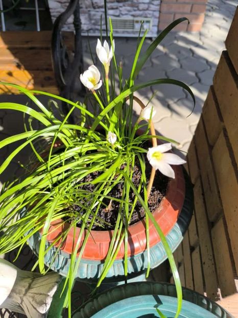 Zephyranthes alba-Zefiri de toamna - Gradina si terasa PrimaLuce__11-Hello 2025