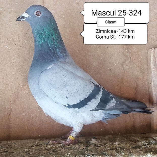 Mascul 25-324 - Porumbei vanduti