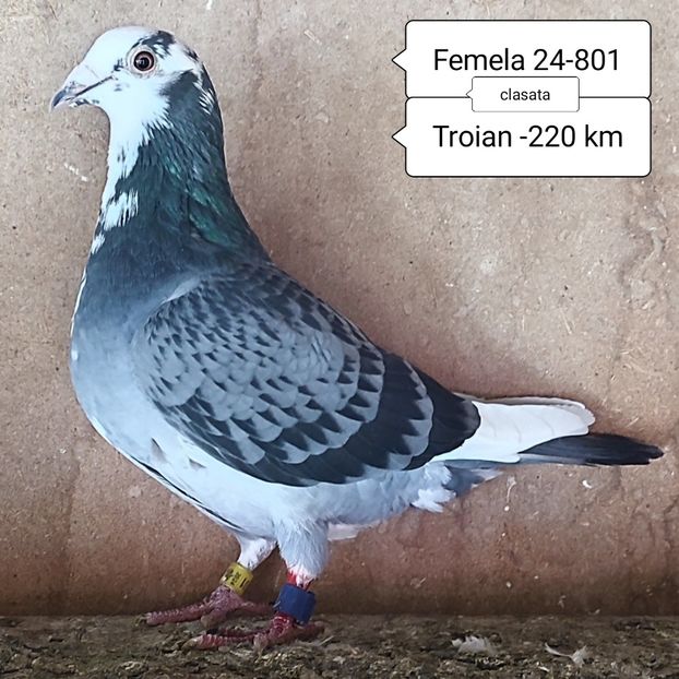 Femela 24-801 - Porumbei vanduti