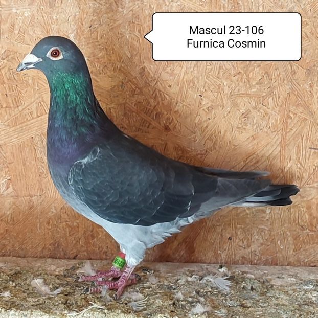 Mascul 23-106 - Porumbei vanduti