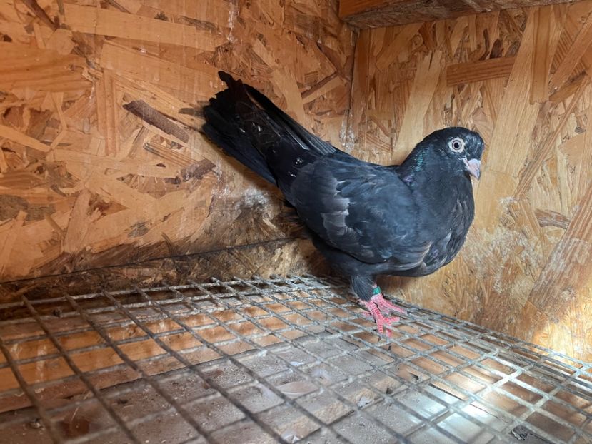 1824/25 - 8-lot zbor 2025