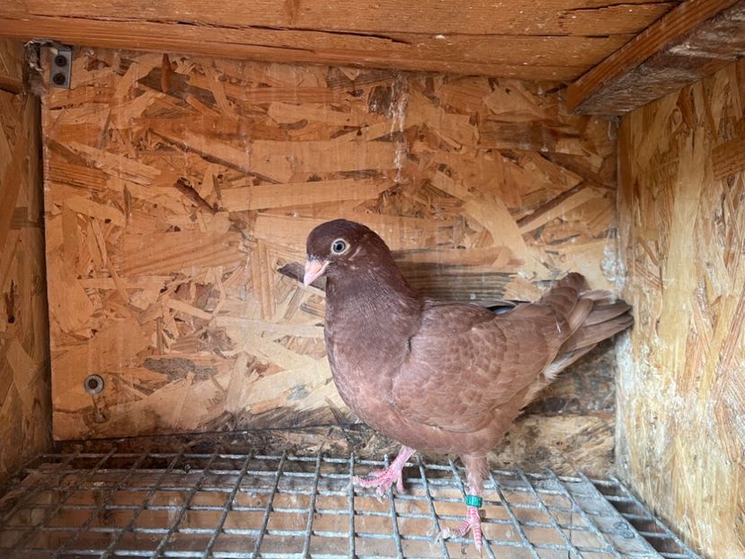 1846/25 - 8-lot zbor 2025