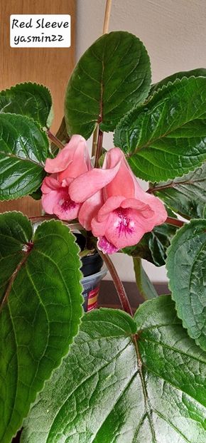 19.10.2025 - Sinningia Red Sleeve