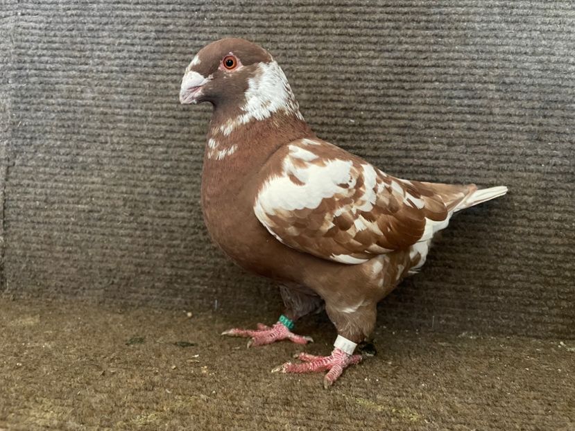  - Porumbei Vânduți