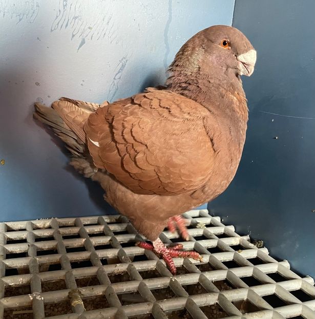  - Porumbei Vânduți