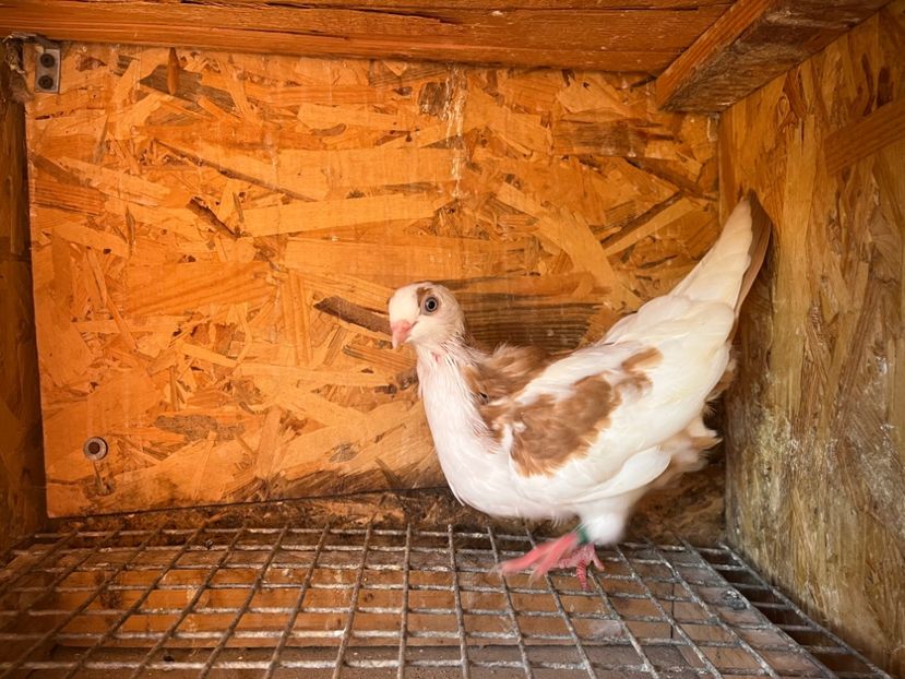 1859/25 - 8-lot zbor 2025