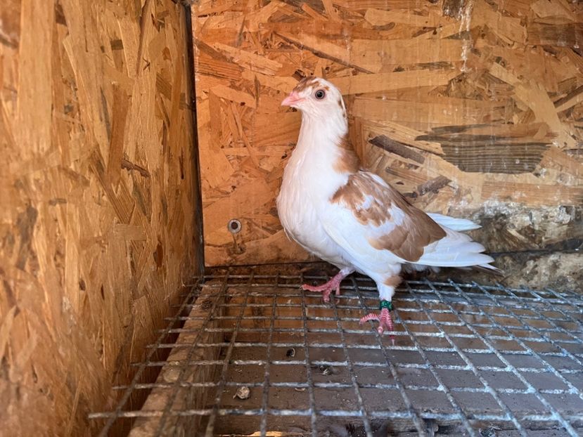 1869/25 - 8-lot zbor 2025