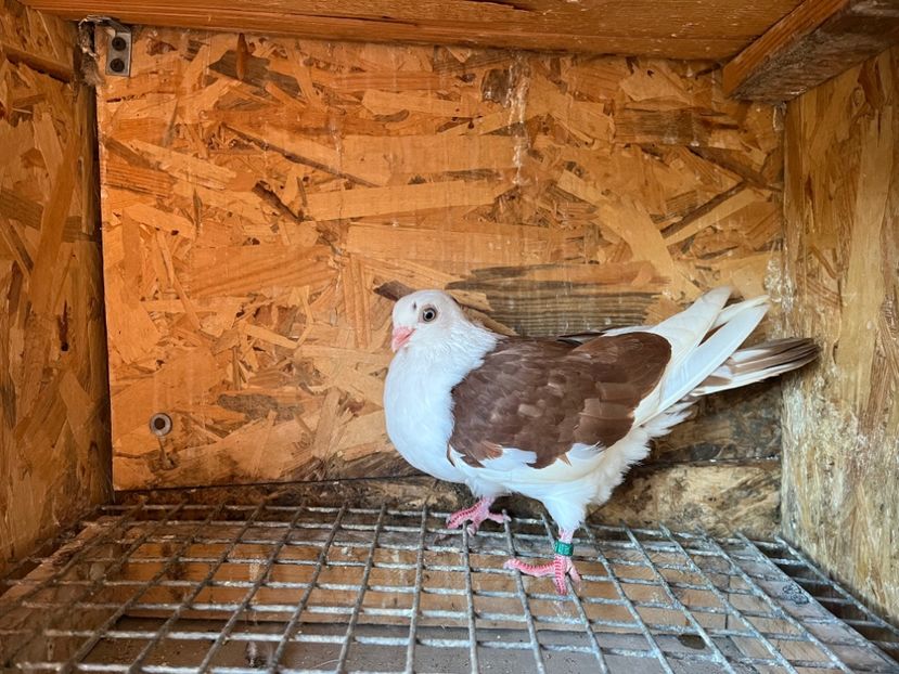 1858/25 - 8-lot zbor 2025