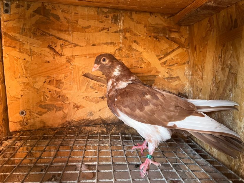 1874/25 - 8-lot zbor 2025