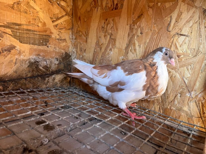 1854/25 - 8-lot zbor 2025