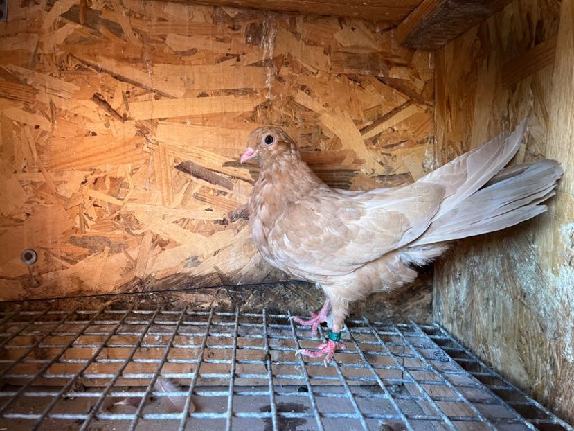 1875/25 - 8-lot zbor 2025