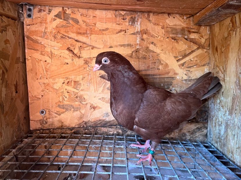 1877/25 - 8-lot zbor 2025