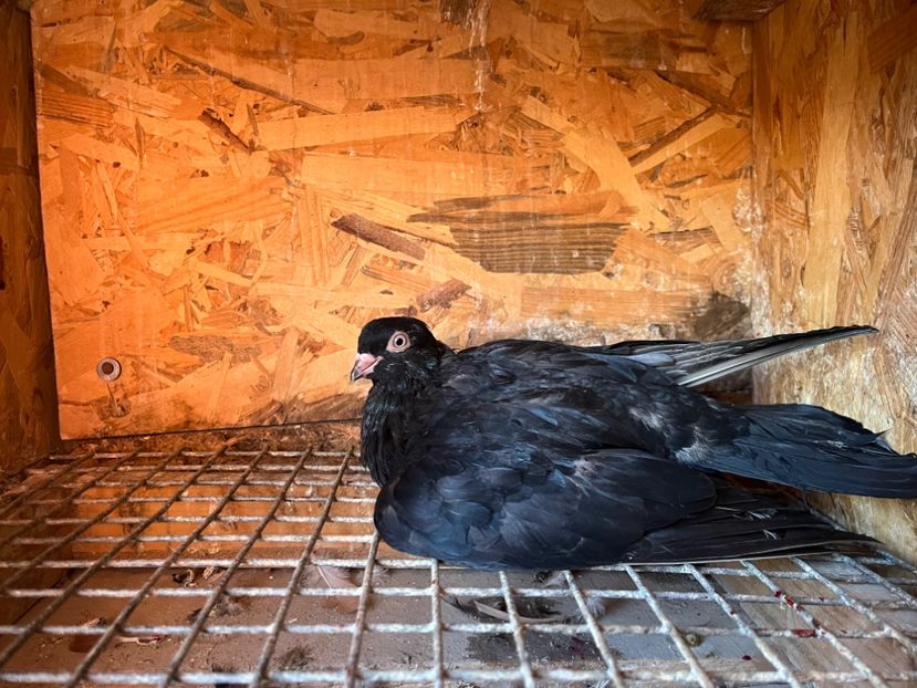 1810/25 - 8-lot zbor 2025