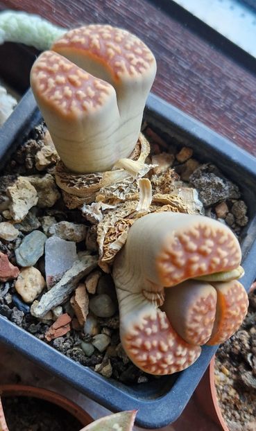 2025 - Lithops 2022-2023-2024-2025
