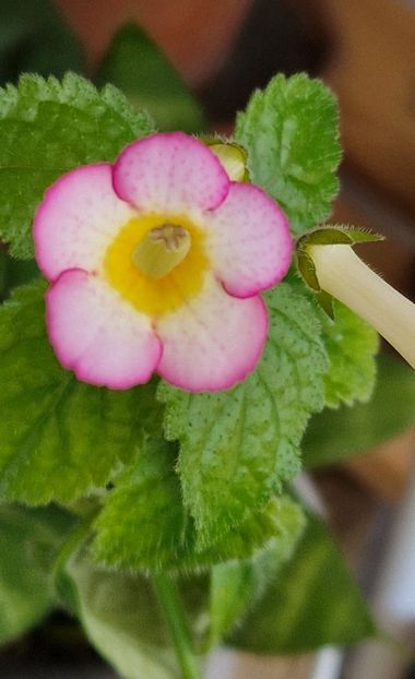 Mms Neon - Achimenes 2025