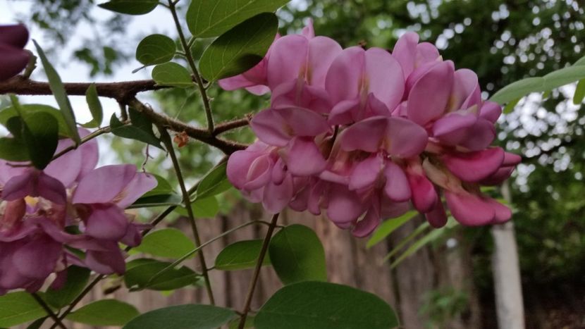 salcam roz 1,3m-25lei - aaPlante ornamentale disponibile