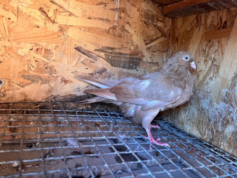 1801/25 - 8-lot zbor 2025