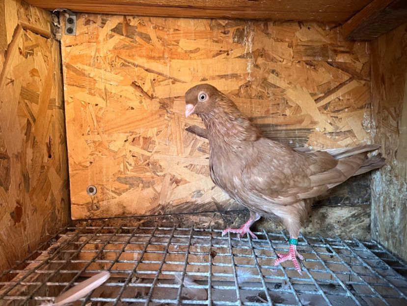 1802/25 - 8-lot zbor 2025