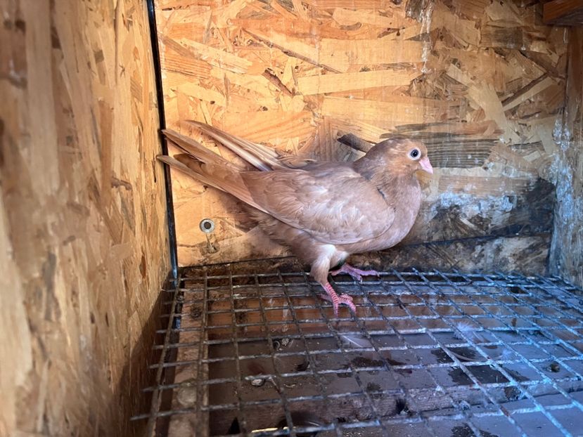 1822/25 - 8-lot zbor 2025