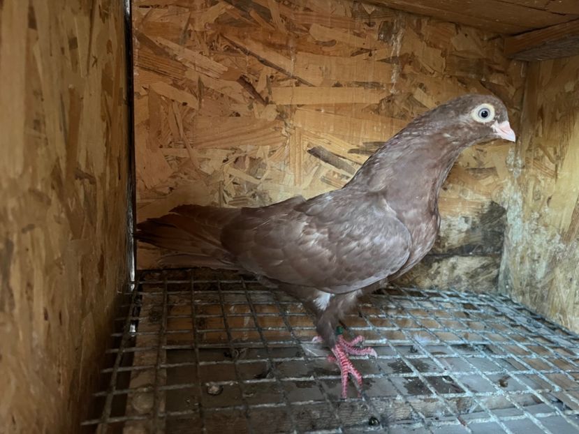 1880/25 - 8-lot zbor 2025