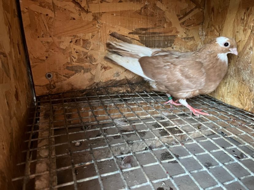 1879/25 - 8-lot zbor 2025