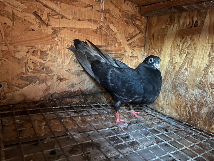 1850/25 - 8-lot zbor 2025