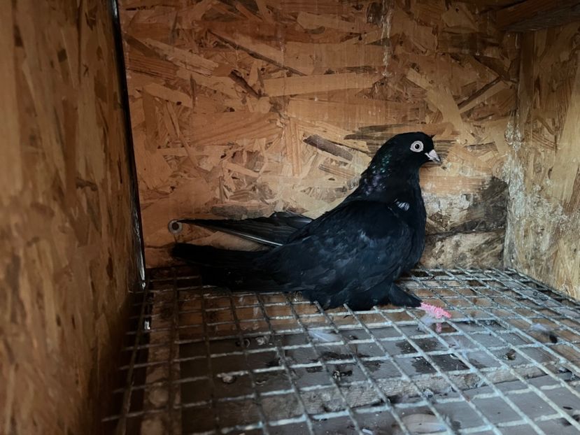 1853/25 - 8-lot zbor 2025