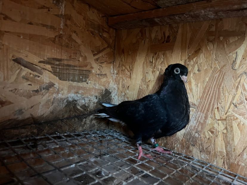 1878/25 - 8-lot zbor 2025