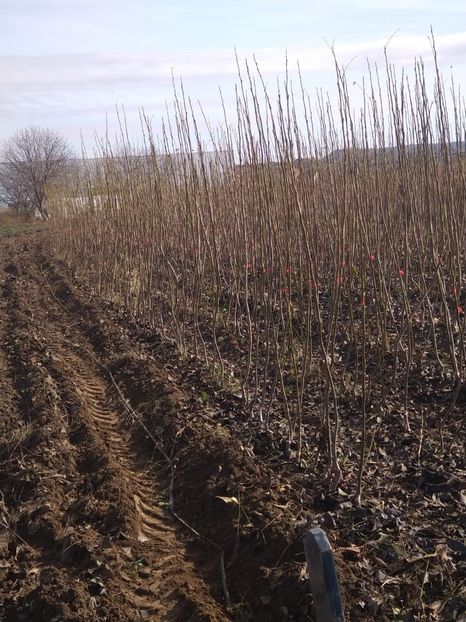  - NUC CHANDLER fructifica la un an