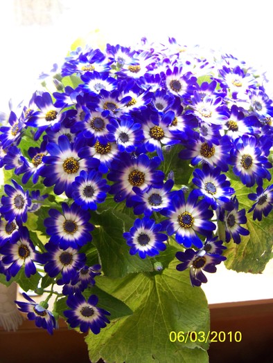 100_1425 - CINERARIA