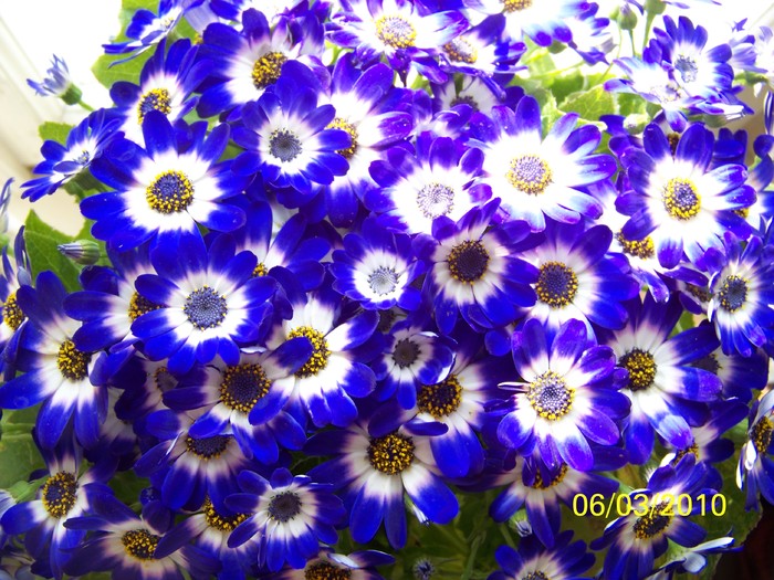 100_1426 - CINERARIA