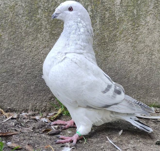 32(M) - c- MLODE 2025 YOUTH