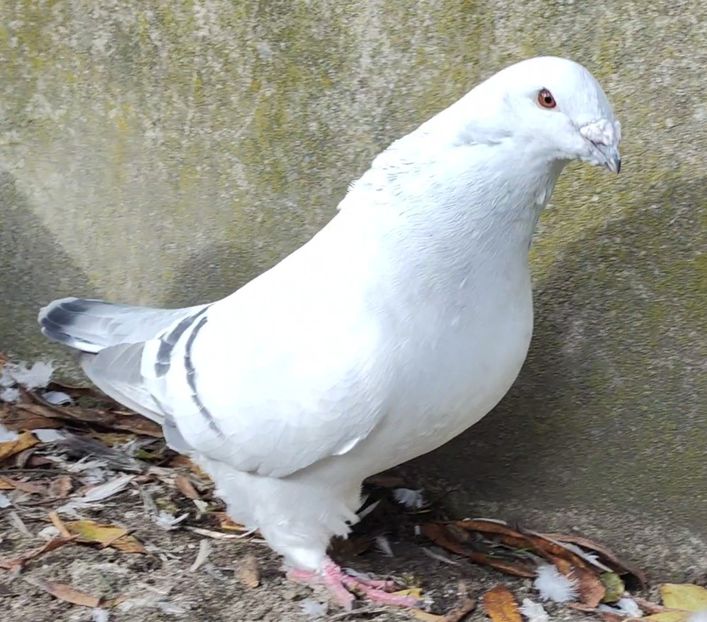 20 - c- MLODE 2025 YOUTH