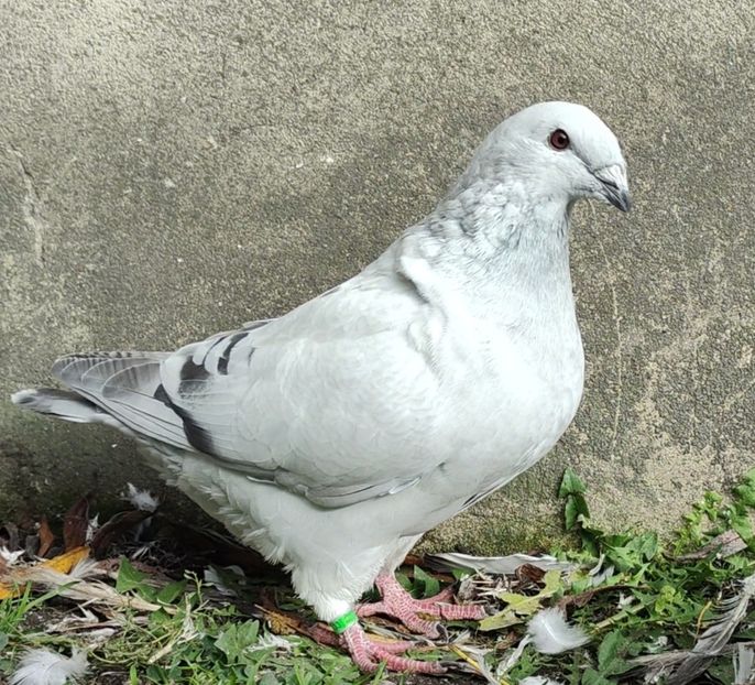 33 - c- MLODE 2025 YOUTH