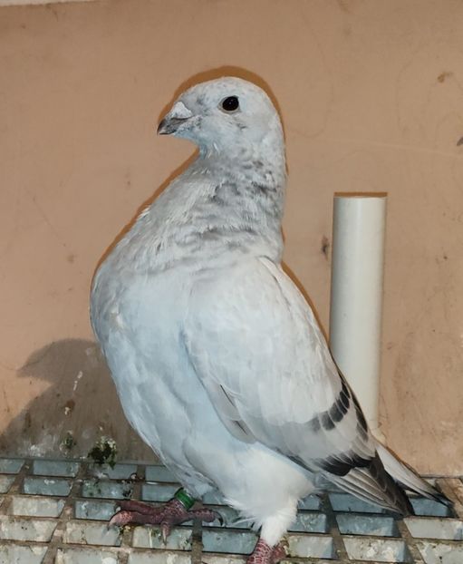 46(M) - c- MLODE 2025 YOUTH